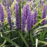 Arborix Bol 6x Liriope muscari 'Super Blue' Pot 9x9cm - Prachtige blauwe borderplant