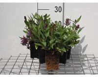 GRDplanten Brunel 6x Prunella grandiflora | 9x9 cm pot