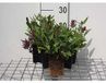 GRDplanten Brunel 6x Prunella grandiflora | 9x9 cm pot
