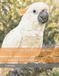 Bird Cross Stitch Pattern Collection: Citron-Crested Cockatoo