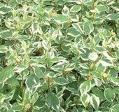 Arborix Cornus alba 'Sibirica' Variegata - Kornoelje 50-60 cm in pot