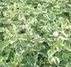 Arborix Cornus alba 'Sibirica' Variegata - Kornoelje 50-60 cm in pot