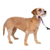 PetSafe Zachte leider hoofdband, niet-getrokken halsband - perfect voor leiband en harnastraining - voorkomt dat huisdieren trekken en stikken tijdens wandelingen - klein, diep paars