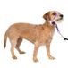 PetSafe Zachte leider hoofdband, niet-getrokken halsband - perfect voor leiband en harnastraining - voorkomt dat huisdieren trekken en stikken tijdens wandelingen - klein, diep paars