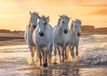 Bellatio Decorations Shoppartners Bv Dieren poster kudde witte paarden op het strand / zee -A1 - 84 x 59 cm