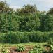 Maison Exclusive - Grillage avec ancrages au sol, vert, 2x10 mètres