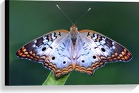 Merkloos / Sans marque Anartia jatrophae Blauw met Bruine Vlinder - 60x40 cm Foto op Canvas Schilderij (Wanddecoratie op Canvas)
