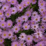 Arborix Aster 6 x Aster dumosus 'Herbstgruss von Bresserhof - Herfstaster pot 9x9cm