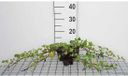 12x Lierre 'Shamrock' - Hedera helix 'Shamrock' | pot de 9x9 cm