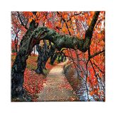 Homemania Afbeelding boom natuur en landschappen voor woonkamer, slaapkamer, meerkleurig, 60 x 3 x 60 cm, HM20KNV60 x 60 – 224, polyester, hout
