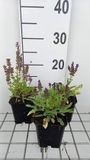 GRDplanten Groendecor Tuinarchitectuur 6x Struiksalie - Salvia nem. 'Marcus'® | 9x9 cm pot