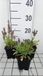 GRDplanten Groendecor Tuinarchitectuur 6x Struiksalie - Salvia nem. 'Marcus'® | 9x9 cm pot