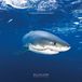 Almaca Calendrier 2020 Animaux marins (30 x 30)