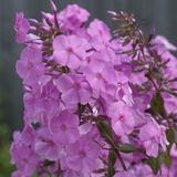 Arborix Phlox 6 x 'Alpha' - Vlambloem pot 9x9cm