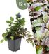 Plants by Frank | 12 Kruipend zenegroen planten | Ajuga reptans | bodembedekkers Winterhard | Winterharde planten voor de tuin | Winterharde vaste planten | Winterharde tuinplanten