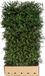 Merkloos Picea Abies 200 cm