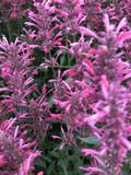 GRDplanten Groendecor Tuinarchitectuur 6x Dropplant - Agastache mexicana 'Red Fortune' | 9x9 cm pot