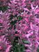 GRDplanten Groendecor Tuinarchitectuur 6x Dropplant - Agastache mexicana 'Red Fortune' | 9x9 cm pot
