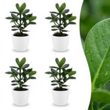 Green boutiQ Clusia Princess - 4 Planten - Pot 12cm - Hoogte 40cm