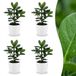 Green boutiQ Clusia Princess - 4 Planten - Pot 12cm - Hoogte 40cm