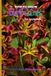 How Libri GmbH How to grow Daylilies for beginners