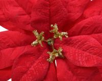 Everlands Kaemingk Bloem op clip Poinsettia dia.16cm rood