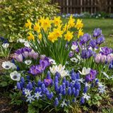 Merkloos / Sans marque Dutch Bulbs B.V. Wildbloemen Bloembollen Winterhard - Voorjaar Mix Meerjarig - 50 stuks - Meerkleurig - Bloem bollen