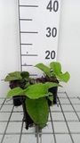 GRDplanten Groendecor Tuinarchitectuur 6x Trachystemon - Trachystemon orientalis | 9x9 cm pot