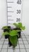 GRDplanten Groendecor Tuinarchitectuur 6x Trachystemon - Trachystemon orientalis | 9x9 cm pot