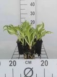 GRDplanten Groendecor Tuinarchitectuur 6x Funkia - Hosta hybr. 'Undulata Mediovariegata' | 9x9 cm pot