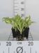 GRDplanten Groendecor Tuinarchitectuur 6x Funkia - Hosta hybr. 'Undulata Mediovariegata' | 9x9 cm pot