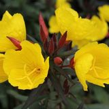 Arborix Oenothera Fruticosa 'Sonnenwende' - 6 x Teunisbloem Pot 9x9 cm - Gele Nachtbloeier