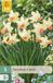 Jub Narcissus carice 5st JUB