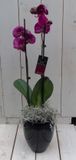 Warentuin Natuurlijk Vlinderorchidee donkerroze in hoge zwarte/antraciete pot 60 cm