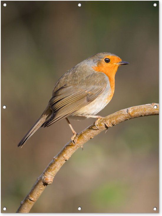 GreatGardenPosters Tuinposter - Vogel - Roodborstje - Dieren - Tak - Natuur - 90x120 cm - PVC - Wanddecoratie - Tuindecoratie - Tuindoek