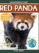 Red Panda Red Panda