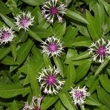 Arborix Centaurea 6 x Centaurea Montana 'Coerulea' - Bergkorenbloem pot 9x9cm