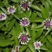 Arborix Centaurea 6 x Centaurea Montana 'Coerulea' - Bergkorenbloem pot 9x9cm