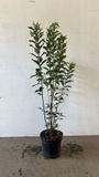 Qweeker Wilde kardinaalsmuts 100-125 cm (in pot) - Euonymus europaeus - Ø26 cm