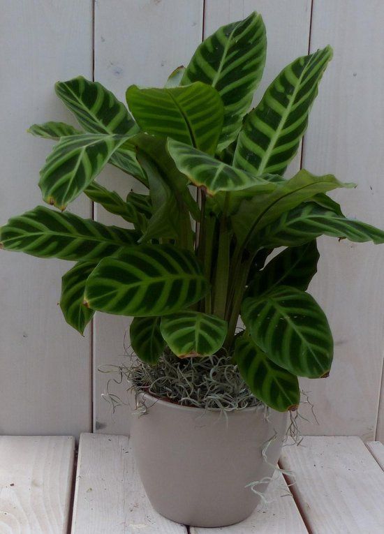 Warentuin natuurlijk Calathea groen blad taupe pot 40 cm