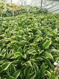 GRDplanten Funkia 6x Funkia - Hosta hybr. 'Mama Mia' | 9x9 cm pot