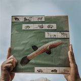 The Cotton Jones - The River Strumming (LP) (Limited Edition)