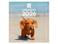 Finocam Wandkalender 2026, 30 x 30 cm, maandoverzicht januari - december 2026 + sep. - december 2025 (4 maanden), kalender 2026, puppyfoto's - Spaans
