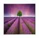 Homemania Afbeelding bloemen natuur en landschappen voor woonkamer, slaapkamer, meerkleurig, 60 x 3 x 60 cm, HM20KNV60 x 60 – 11, polyester, hout