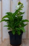 Warentuin Natuurlijk Zonnehoed Echinacea wit (2 stuks)