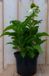 Warentuin Natuurlijk Zonnehoed Echinacea wit (2 stuks)