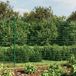 Grillage de fil avec bride 1,6x25 m vert