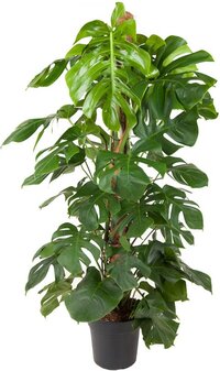 Goed & Groen - Monstera Deliciosa met mosstok - Gatenplant - XL -↨ 150cm - Potmaat 27 - Exclusieve Kwaliteit Planten - Kamer Plant - Kamerplanten - Sfeer - Interieur