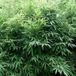 Arborix Fargesia Murieliae 'Bimbo' - Japanse Bamboe 50-60cm in pot