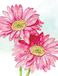 Mini Piccadilly Greetings Mini Lege Kaart Blank - 80 x 110 mm